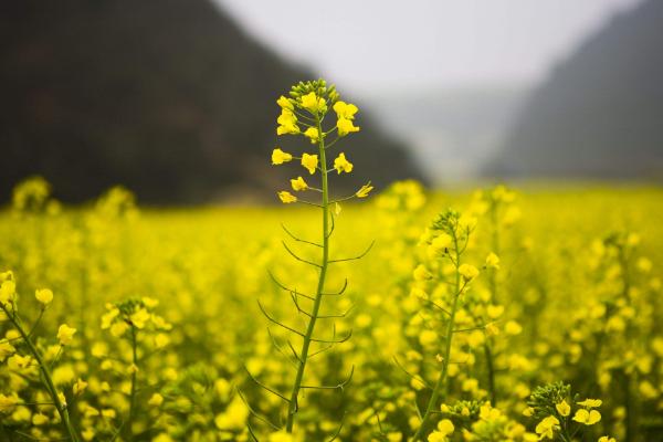 什么时候开北方油菜花