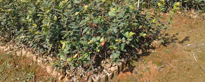 哪种油茶品种产量最高？油茶品种介绍