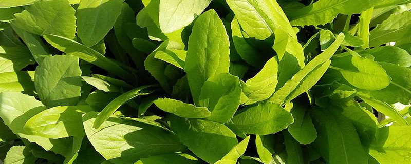 哪个品种的油麦菜好