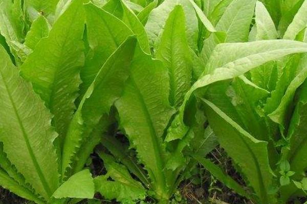 如何选择油麦菜？有哪些育苗方法