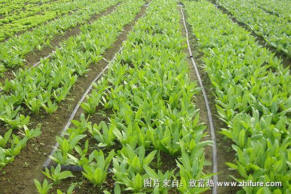 如何浇水油麦菜不容易得霜霉