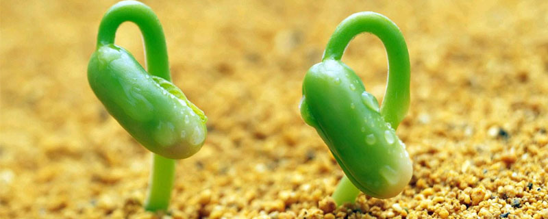 处理幼苗腐烂根的最佳方法