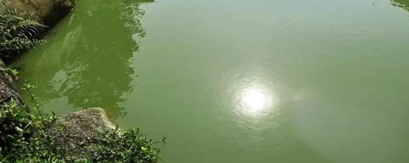 小白鱼的产地在哪里？小白鱼的特点是什么