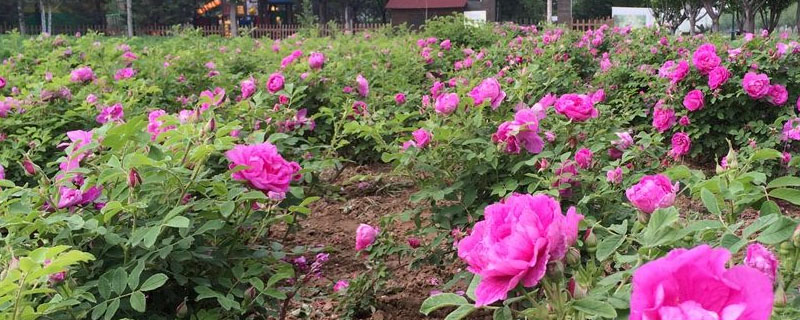 花径超过15厘米的月季花有哪些品种