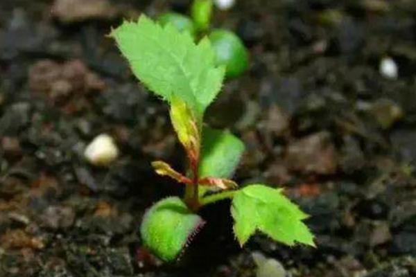 白花月季有哪些品种