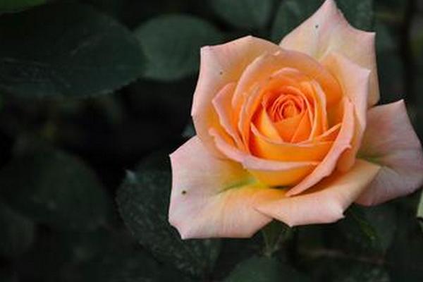 为什么月季花越开越小？月季花越开越小的原因