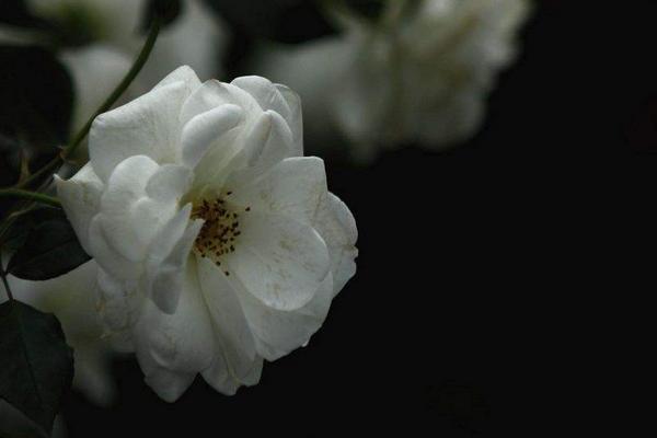 如何处理月季花枝枯萎？如何防止枝干枯萎