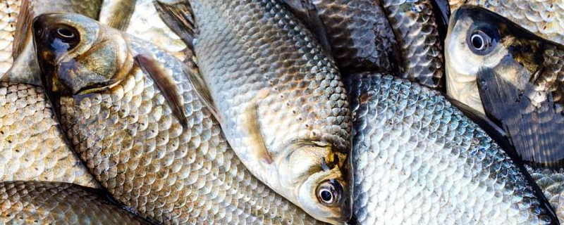 野生柳根鱼一斤多少钱？可以人工养殖吗？(附加养殖效益)