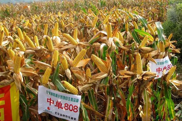 玉米结果期施什么肥
