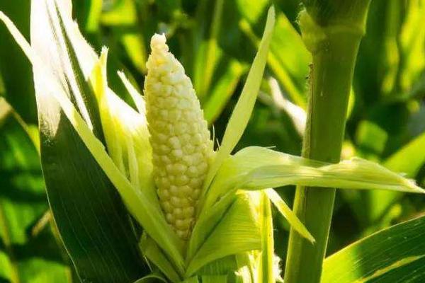 玉米有哪些常见品种？哪种营养价值更高