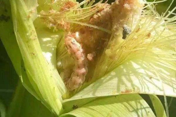 适合在黄淮海种植玉米种