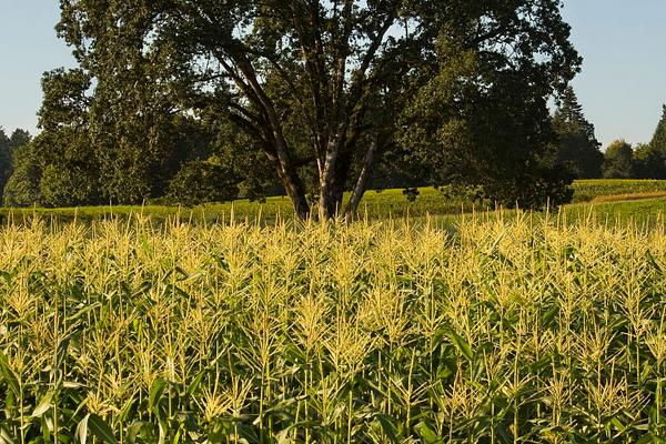 一斤黑玉米多少钱？黑玉米种植前景及效益分析