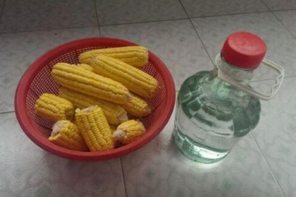 哪个玉米品种好