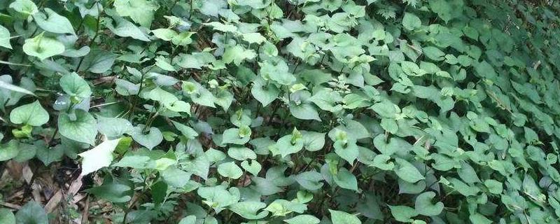 种植鱼腥草需要注意哪些问题