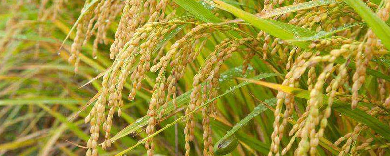 怎样养盆栽虎刺梅