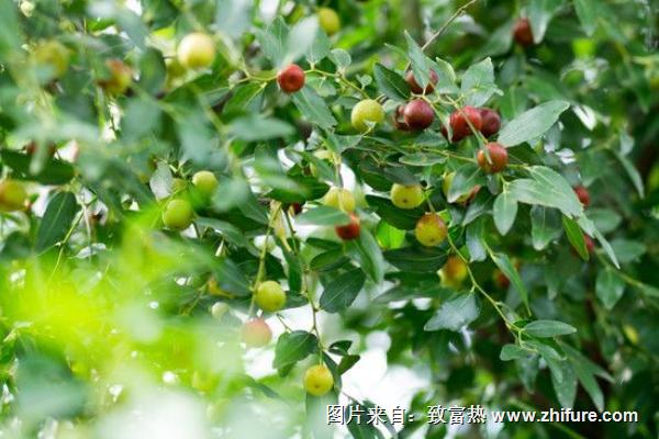 枣树遇虫害有哪些科学的防治措施