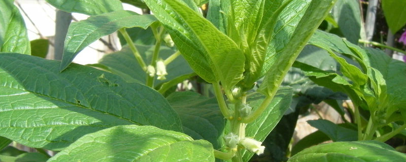 芝麻一斤多少钱？如何辨别真假黑芝麻