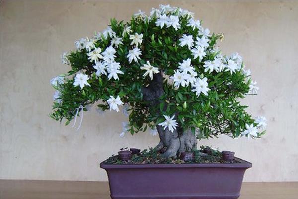 栀子花可以在秋天修剪吗？明年开花会受到影响吗