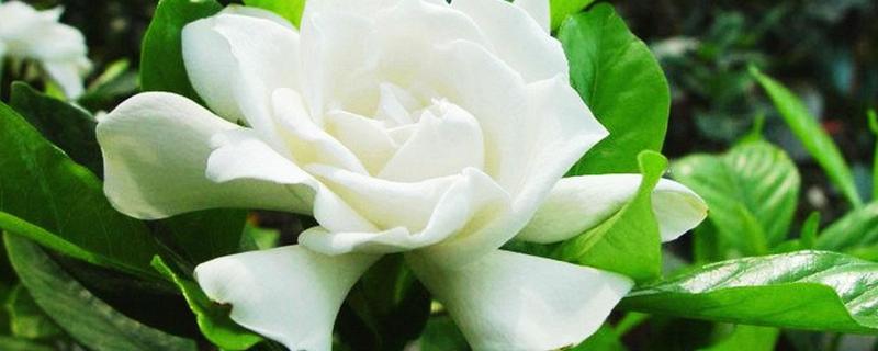 栀子花的花蕾很容易死亡，原因是什么