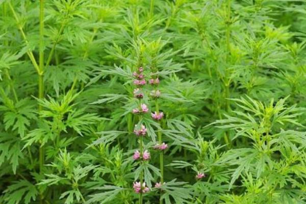 农村种植什么中药材效益好风险小？这些值得考虑