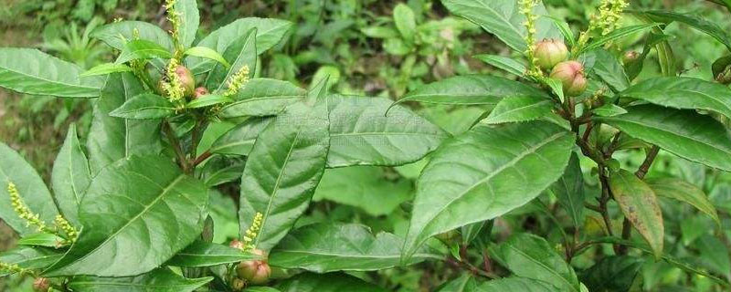 枸杞种植效益