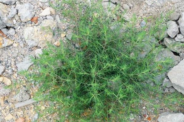 你一定吃过农村常见的25种野菜