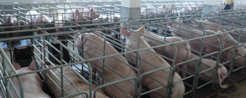 后上肉和前上肉有什么区别