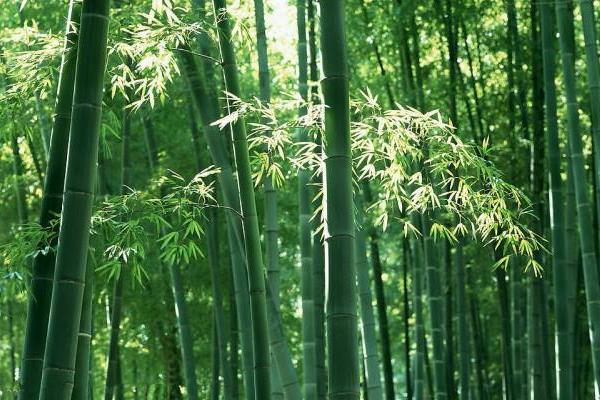 母竹鼠产仔前后注意事项