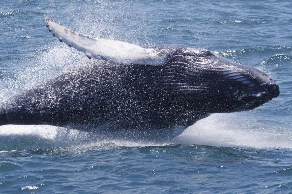 有哪些关于座头鲸的信息