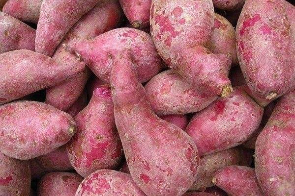紫薯一般亩产多少斤？紫薯种植市场前景分析